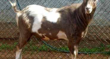 Plemeno koz - la mancha: popis, produktivita, péče a chov